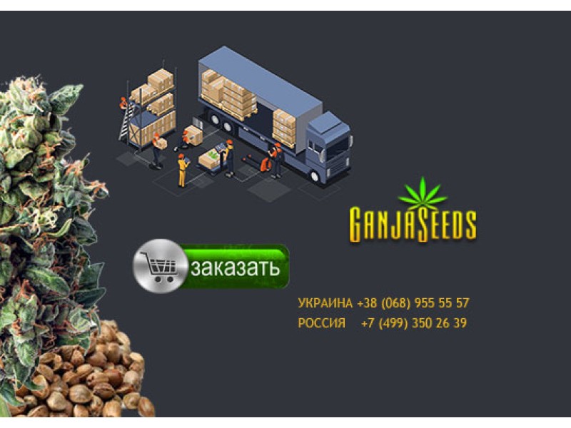Селекция и выведение сортов марихуаны Ganja Seeds