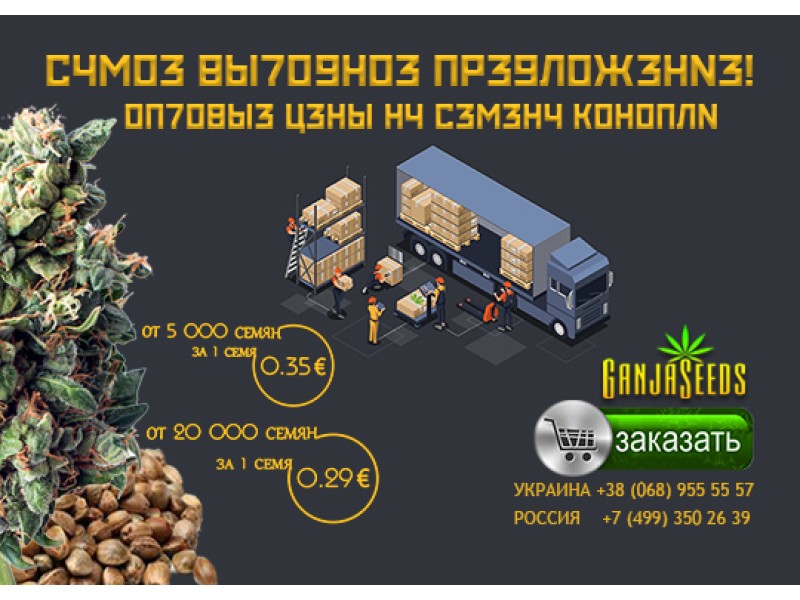 Оптовые цены на семена конопли GanjaSeeds от 0,29 евро