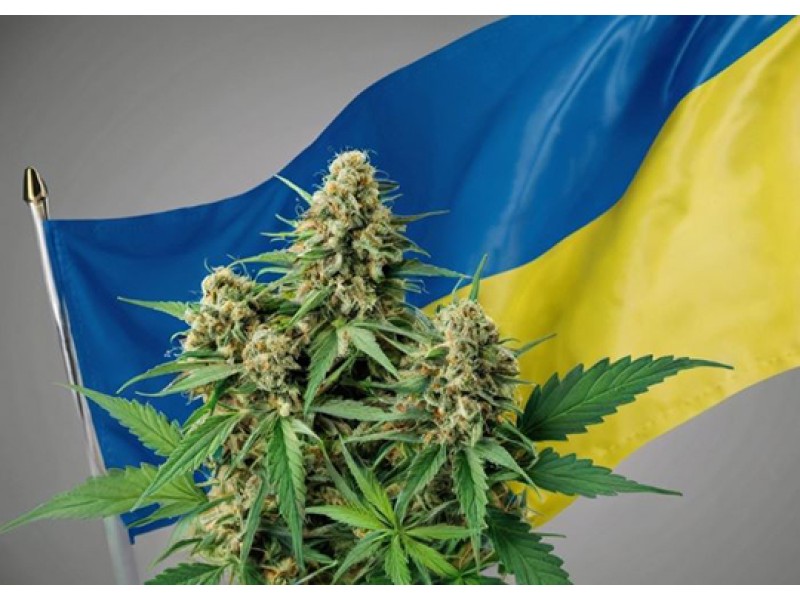 Легализация каннабиса в Украине
