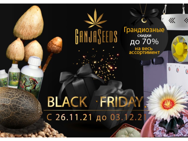 GanjaLiveSeeds анонсирует грандиозные скидки в Черную Пятницу