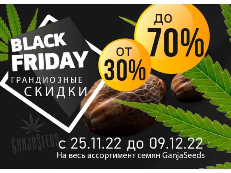 Black Friday – скидки на семена конопли до 70%!