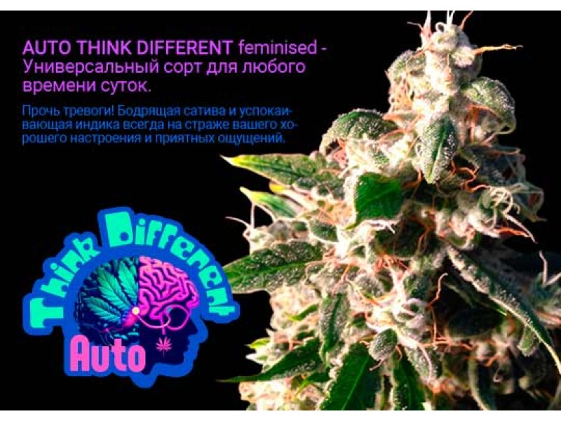 Auto Think Different feminised - Универсальный сорт для любого времени суток
