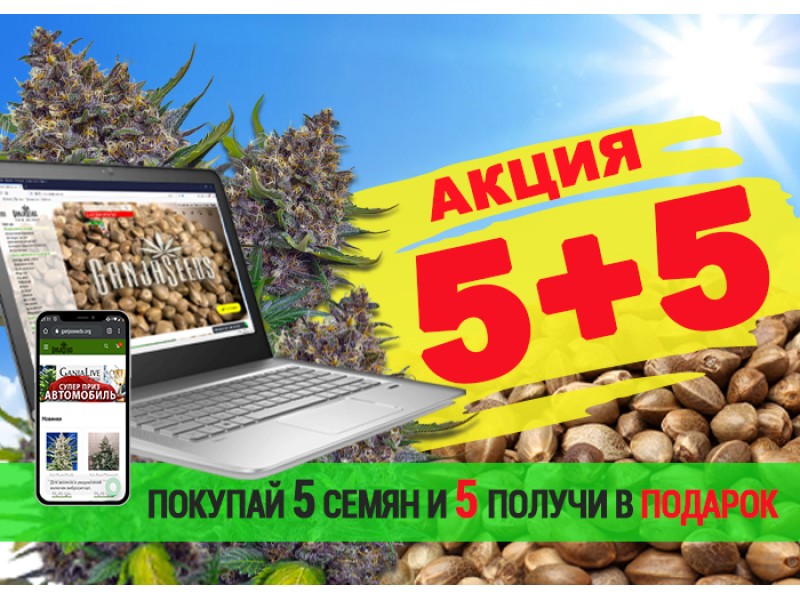GanjaLiveSeeds раздает бесплатные семена!