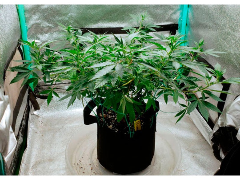Простые тренировки каннабиса: как делать ScrOG без сетки