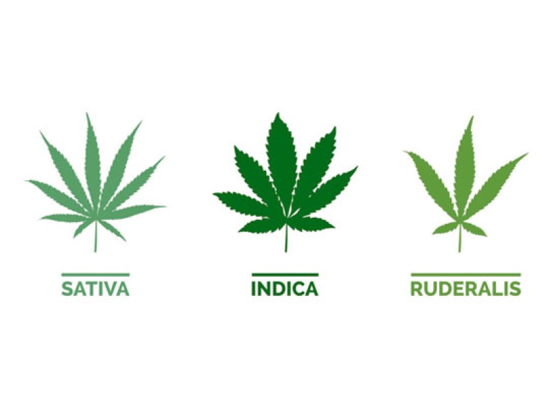Ключевые отличия между видами конопли: indica, sativa, ruderalis