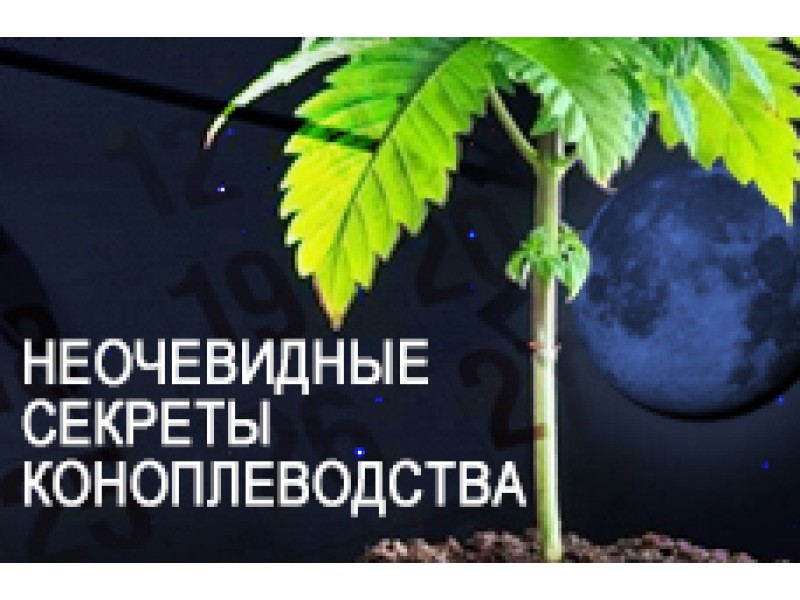 Неочевидные секреты коноплеводства