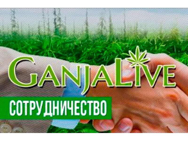 Сотрудничество с GanjaLiveSeeds