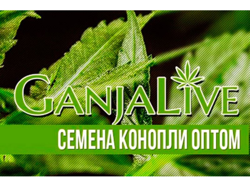 Семена конопли оптом - GanjaLaveGroup