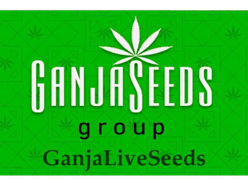 Оптовые цены на семена конопли GanjaLiveSeeds