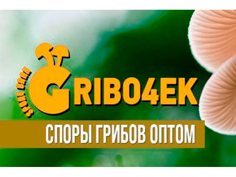 Споры грибов оптом - Gribo4ek