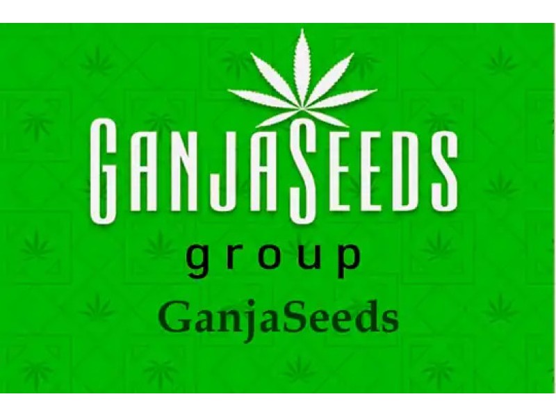 Оптовые цены на семена конопли GanjaSeeds