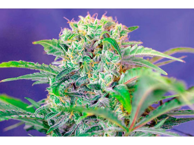 Auto Mandarine feminised
