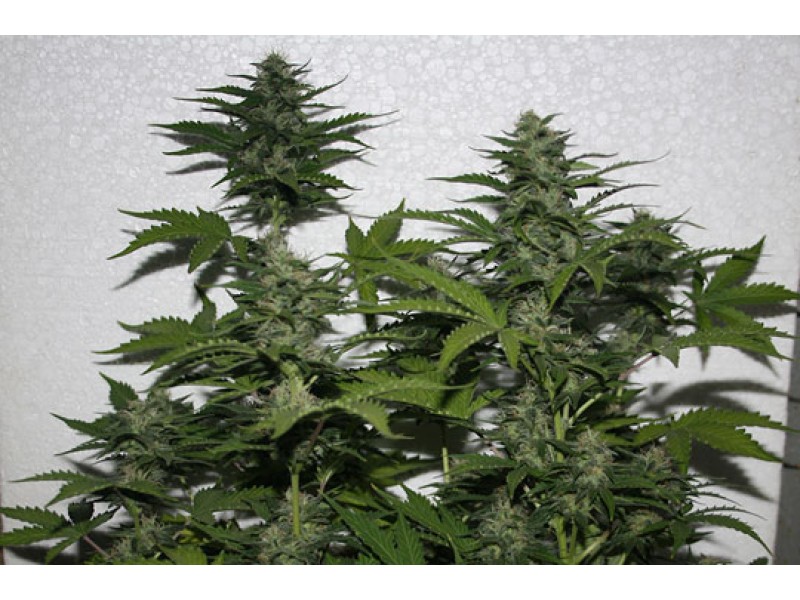 White Widow feminised