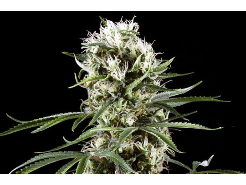 Auto Lemon Haze feminised