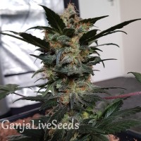 Auto Nirvana Sky feminised Ganja Seeds