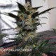 Auto Nirvana Sky feminised Ganja Seeds - 7 семени