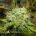 Auto Nirvana Sky feminised Ganja Seeds