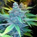 Auto Nirvana Sky feminised Ganja Seeds
