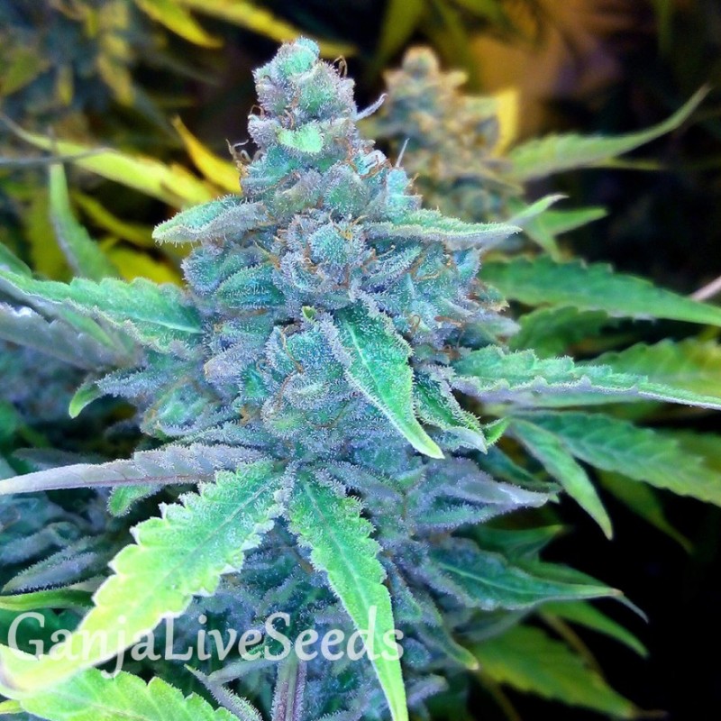 Auto Nirvana Sky feminised Ganja Seeds 2