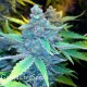 Auto Nirvana Sky feminised Ganja Seeds 2