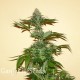 Auto Nirvana Sky feminised Ganja Seeds 2