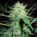 Auto Nirvana Sky feminised Ganja Seeds