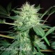 Auto Nirvana Sky feminised Ganja Seeds 2
