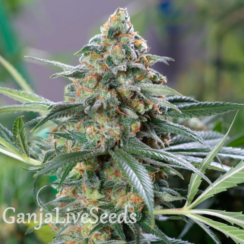 Auto Nirvana Sky feminised Ganja Seeds 2