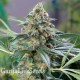 Auto Nirvana Sky feminised Ganja Seeds 2