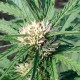 Auto Somango feminised Ganja Seeds - 2 насінини