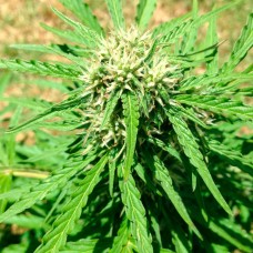 Auto Somango feminised Ganja Seeds
