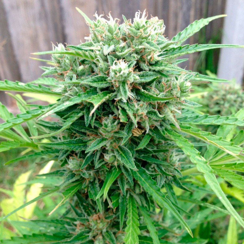 Auto Somango feminised Ganja Seeds - 2 насінини