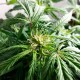 Auto Somango feminised Ganja Seeds - 2 насінини