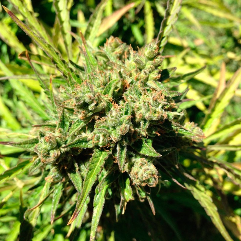 Auto Somango feminised Ganja Seeds - 2 насінини