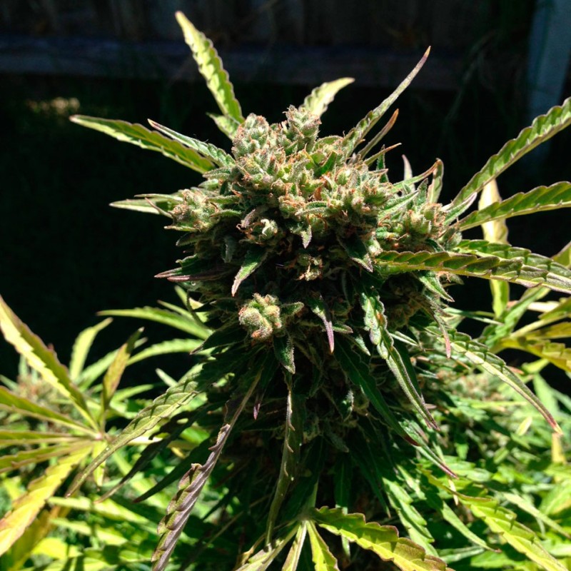 Auto Somango feminised Ganja Seeds - 2 насінини