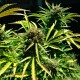 Auto Somango feminised Ganja Seeds - 2 насінини
