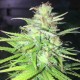 Auto Mango feminised GanjaLiveSeeds