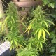 Auto Mango feminised GanjaLiveSeeds