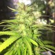 Auto Mango feminised GanjaLiveSeeds