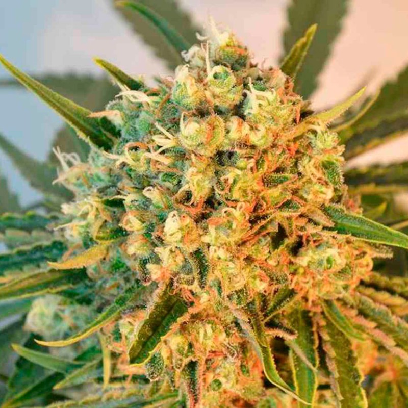 Freddy's Best feminised GanjaLiveSeeds