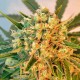 Freddy's Best feminised GanjaLiveSeeds