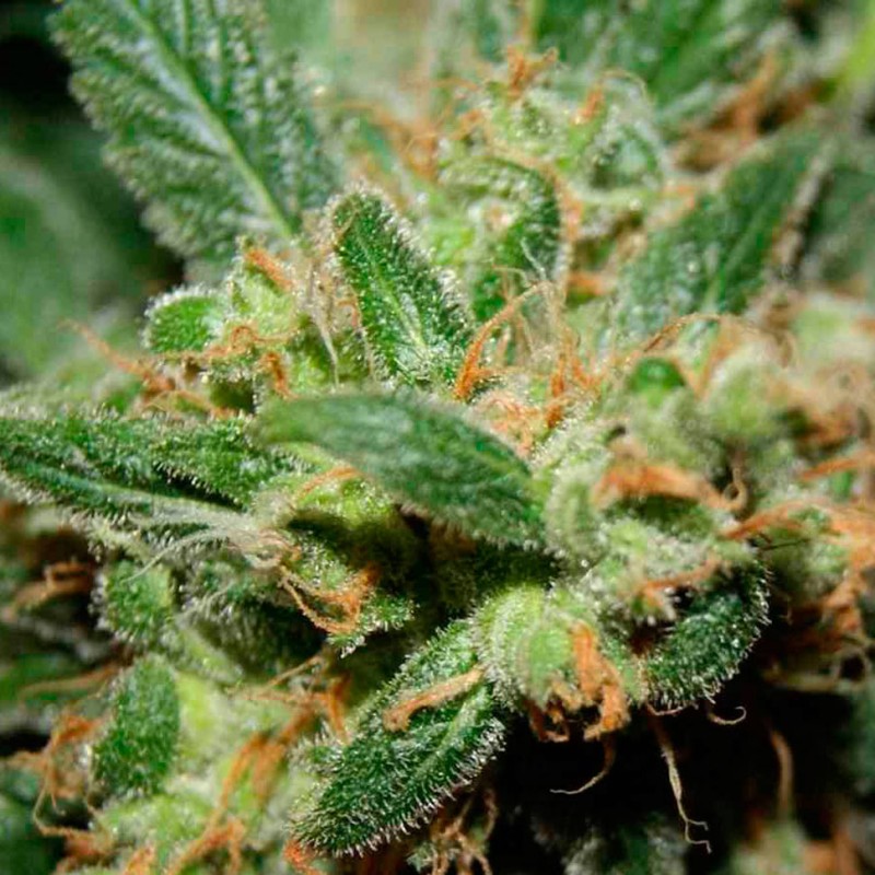 Freddy's Best feminised GanjaLiveSeeds