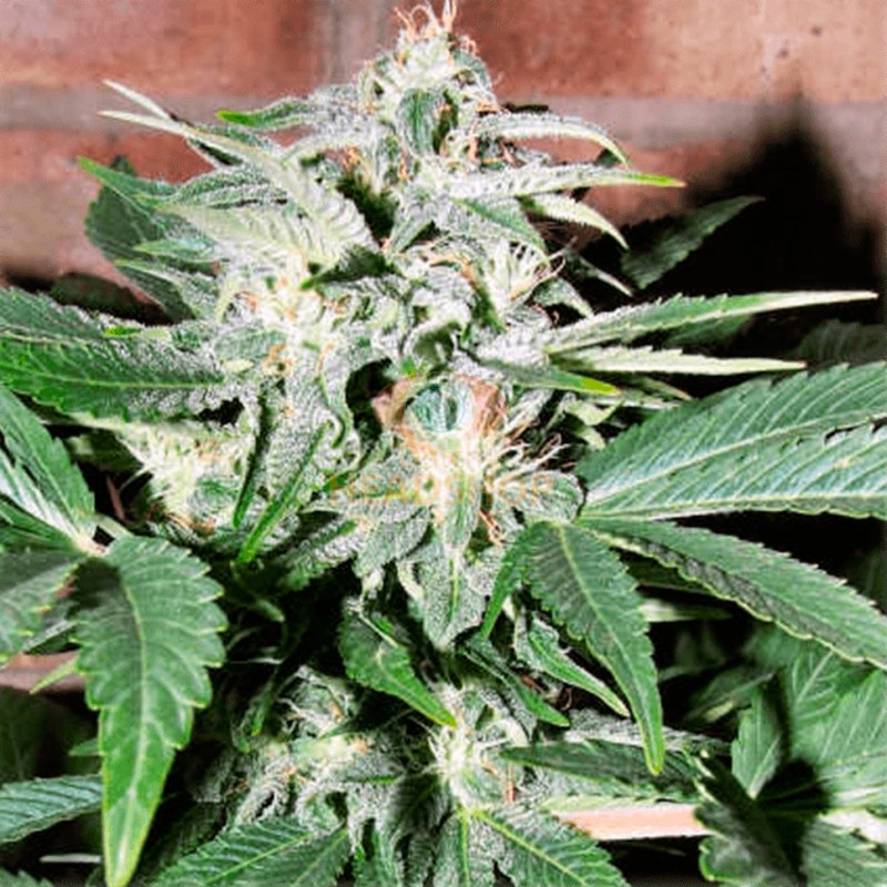 Auto Euforia feminised Ganja Seeds