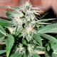 Auto Euforia feminised Ganja Seeds