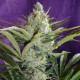 Black Widow feminised GanjaLiveSeeds