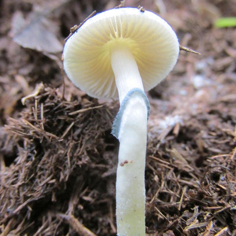 Natalensis