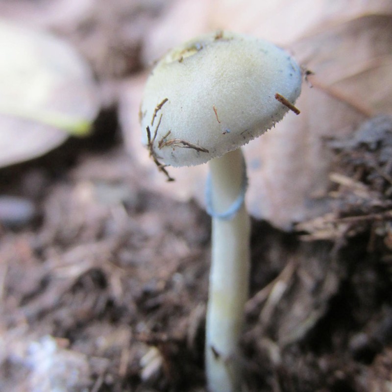 Natalensis