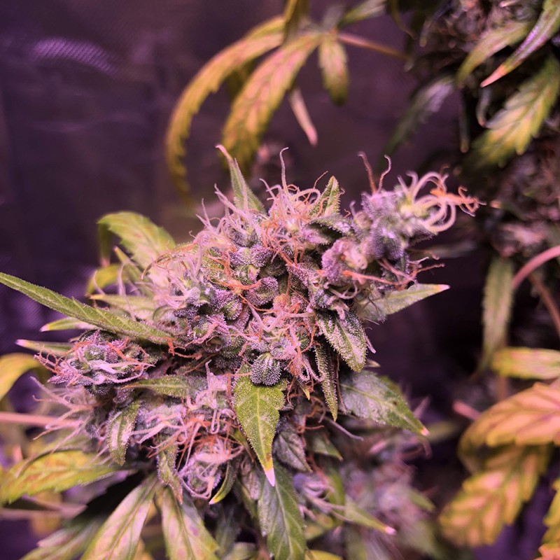 Auto Diesel feminised Ganja Seeds - 2 насінини