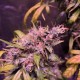Auto Diesel feminised Ganja Seeds - 2 насінини