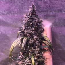 Auto Diesel feminised Ganja Seeds